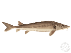 Lake Sturgeon