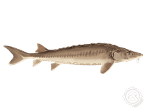 Lake Sturgeon